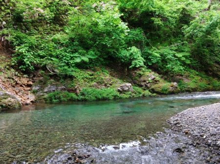 アマゴたちは元気いっぱい